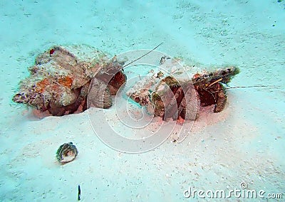 Caribbean Hermit Crabs Travel Across the Ocean Floor Stock Photo