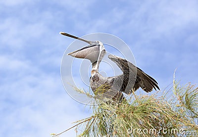 Caribbean Island Pelican Spreading Wings Stock Photo