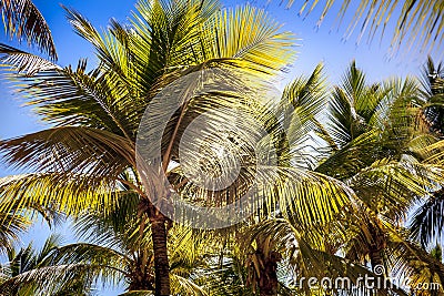 Caribbean Palm Trees Stock Photo