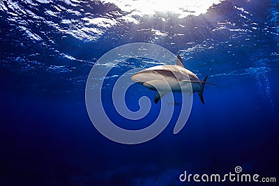 Caribbean reef shark swimming under the surface with sunbeams an Stock Photo