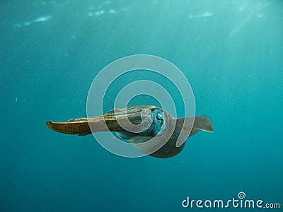 Caribbean reef squid Stock Photo