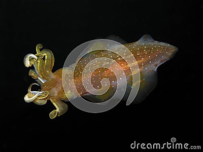 Caribbean Reef Squid in Dominica Stock Photo