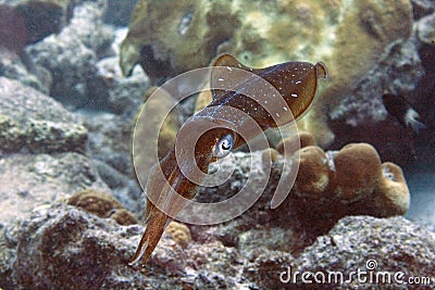 Caribbean Reef Squid Stock Photo