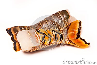 Caribbean rock lobster tails on a white background. Stock Photo