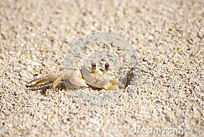Caribbean sand crab Stock Photo