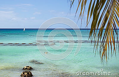 Caribbean Sea palm and relax Stock Photo