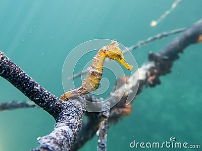 Caribbean Seahorse Stock Photo