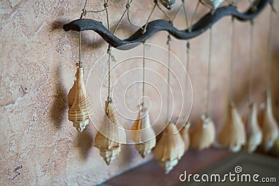 Caribbean Seashell decor, grid and seashells Stock Photo