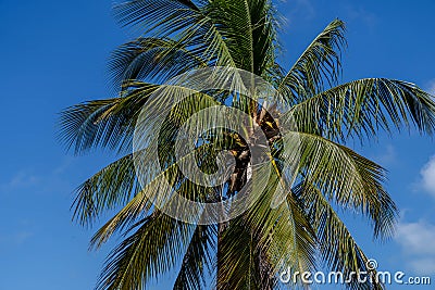Caribbean Serenity: Azure Skies, Emerald Waters, and Palms Frame a Coastal Paradise Stock Photo