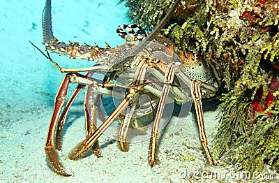 Caribbean Spiny Lobster Stock Photo