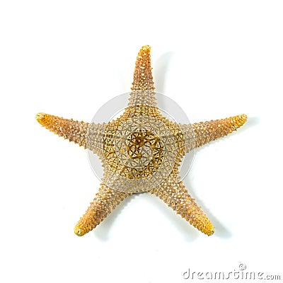 The caribbean starfish on a white background Stock Photo