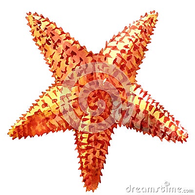 The caribbean starfish on a white background. Stock Photo