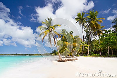 Caribbean wild beach with palm trees Stock Photo