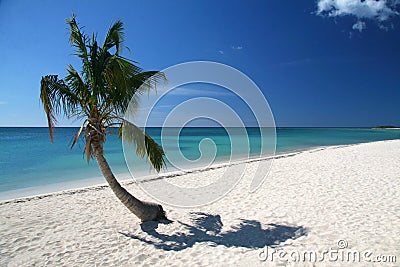 Caribic palm tree Stock Photo