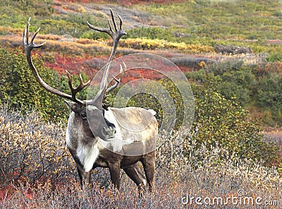 Cariboe among Fall Tundra Stock Photo