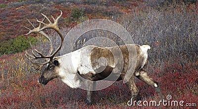 Cariboe on Fall Tundra Stock Photo