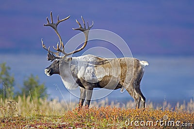 Cariboe on Fall Tundra Stock Photo