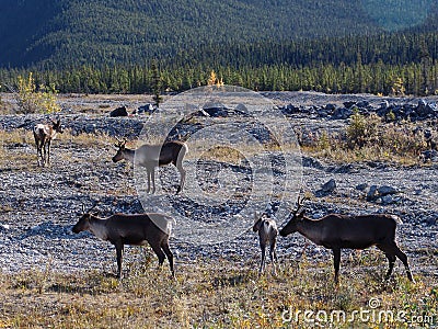 Caribou Alaska Highway Yukon Canada Stock Photo