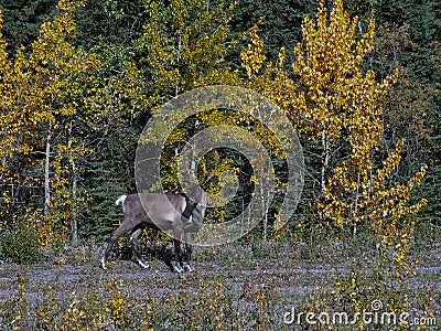 Caribou Alaska Highway Yukon Canada Stock Photo