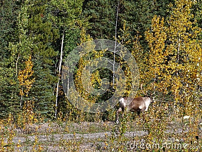 Caribou Alaska Highway Yukon Canada Stock Photo