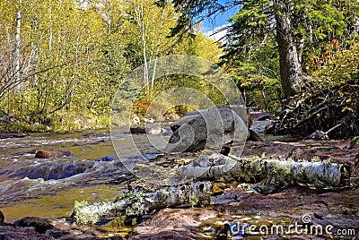 Caribou creek, fallen birch branch, autumn Stock Photo