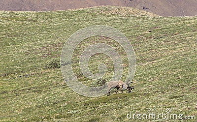 Caribou grazes in the tundra Stock Photo