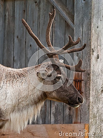 Caribou head with nice antler Stock Photo