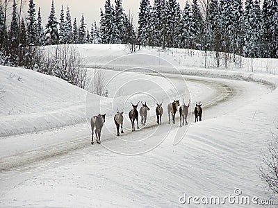 Caribou on Highway Stock Photo