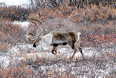 Caribou Looking for Food in the Snow in Alaska Stock Photo