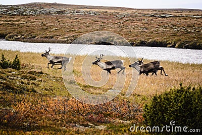 Caribou or reindeer on Swedish tundra Stock Photo