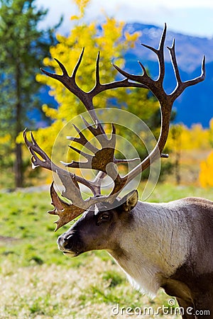 Caribou (Reindeer) in the Yukon Territories, Canada Stock Photo