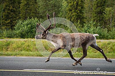 Caribou on street finland Stock Photo