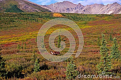 Caribou at the tundra Stock Photo