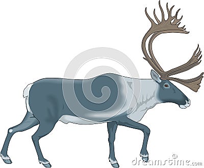 Caribou Vector Illustration Vector Illustration