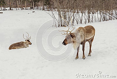 Caribou in the winter (Omega Park of Quebec) Stock Photo