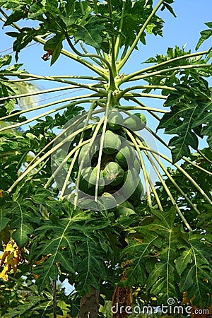 Carica papaya Stock Photo