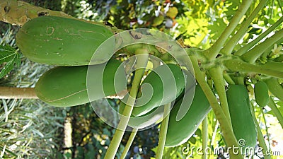 Carica Papaya Caricaceae Family Stock Photo