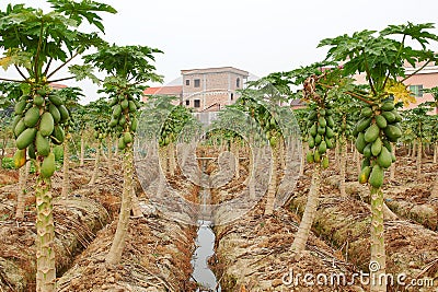 The Carica papaya field Stock Photo