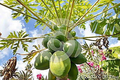 Carica papaya more commonly known as papaya tree with unripe fruit Stock Photo