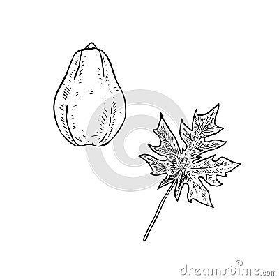 Carica papaya papaw or pawpaw fruit with leaf, hand drawn gravure style, vector sketch illustration Vector Illustration