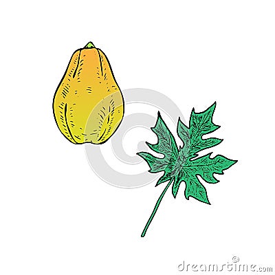 Carica papaya papaw or pawpaw ripe fruit with leaf, hand drawn vector illustration Vector Illustration