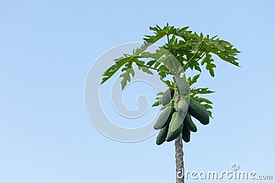 Carica papaya tree Stock Photo