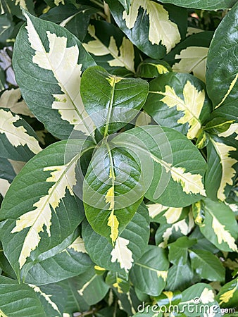 caricature leaves of the tree in nature Stock Photo