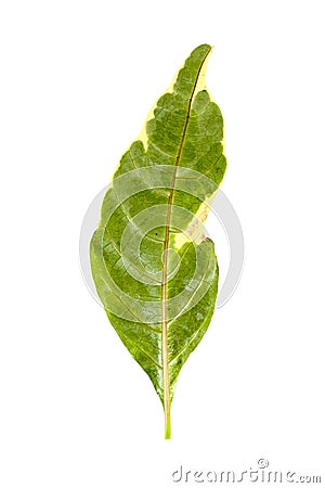 Caricature plant white background in studio Stock Photo