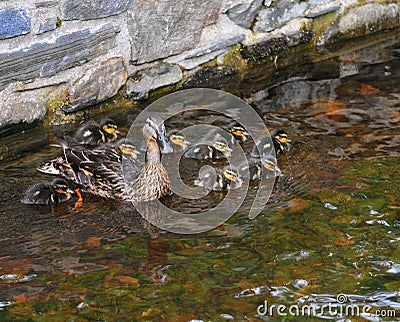 Caring for the Brood. Stock Photo