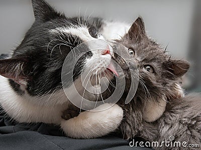 A caring cat hugged the kitten and washed it Stock Photo