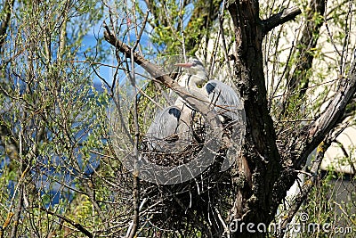 caring couple gray heron, Ardea cinerea, building nest in tree, birds parents rearing offspring, animal breeding in wild, wildlife Stock Photo