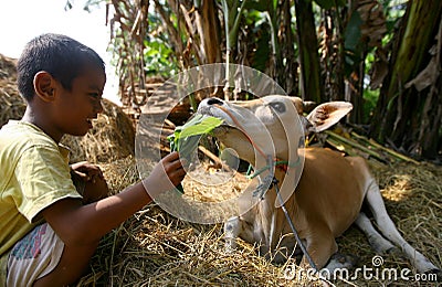 Caring for cow Editorial Stock Photo