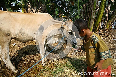 Caring for cow Editorial Stock Photo