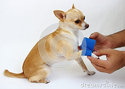 Caring for Dog with Hurt Leg Stock Photo